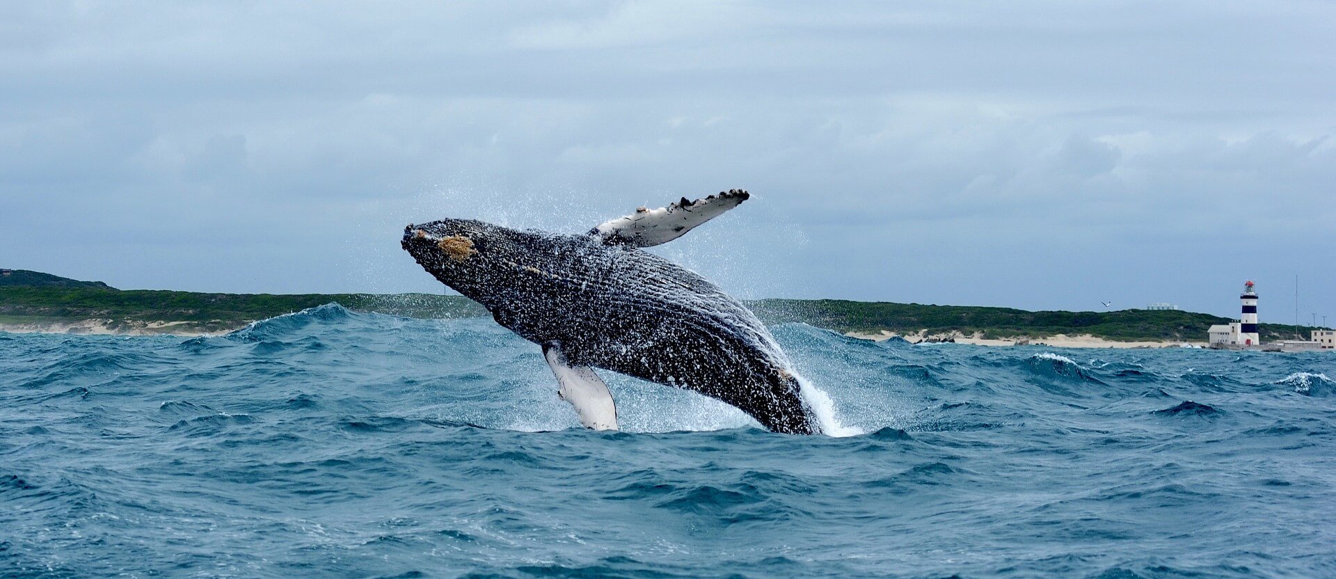 Wild whale at Algoa Bay, South Africa