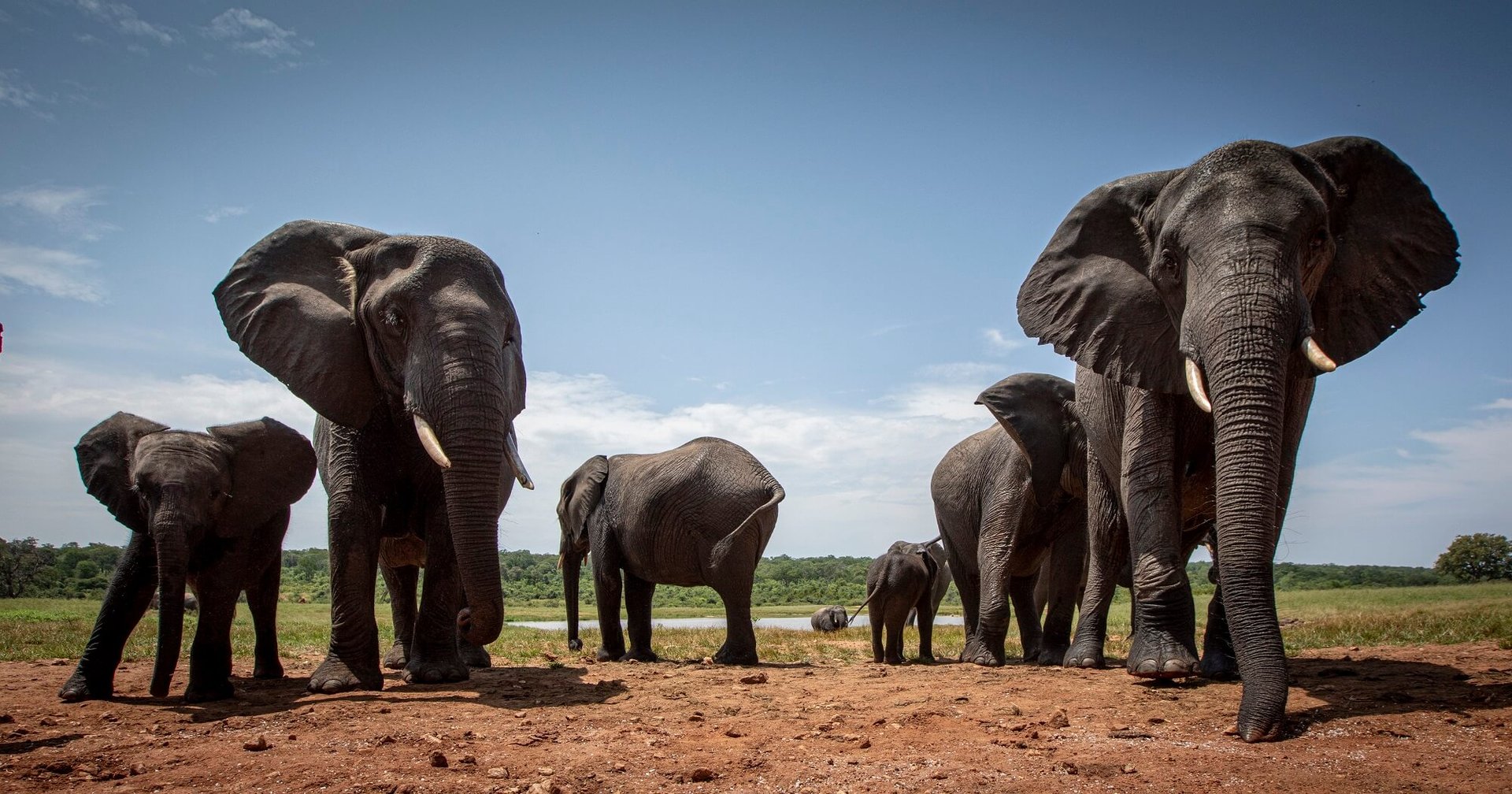 Wild elephants in a row at Hwange National Park, Zimbabwe. Credit: World Animal Protection / Aaron Gekoski