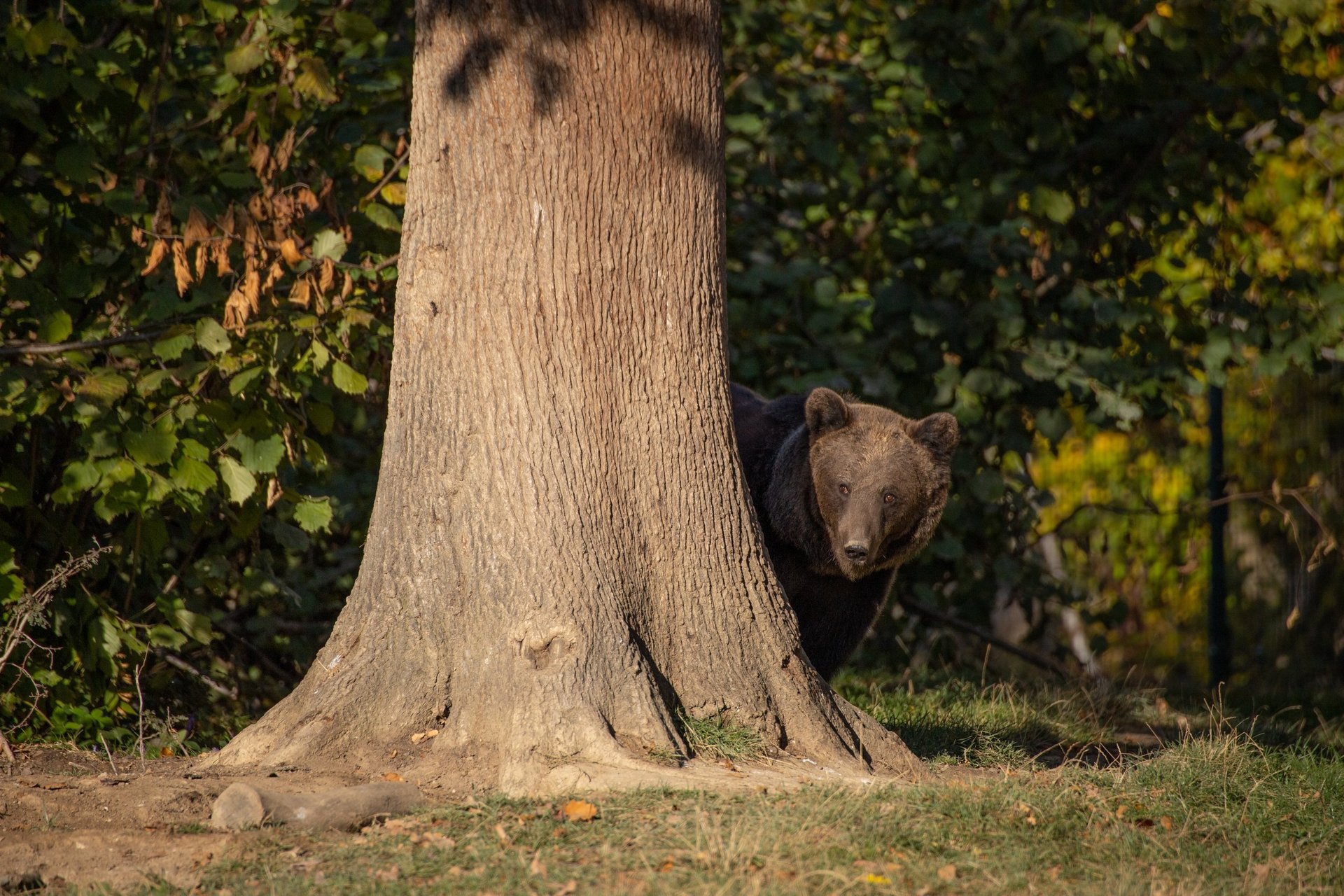 AMP - bear in Libearty