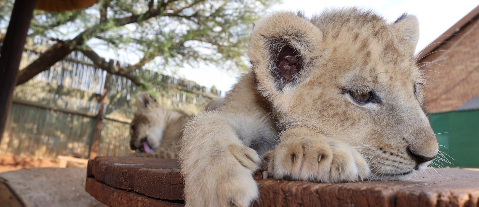 Lion cub at South Africa venue