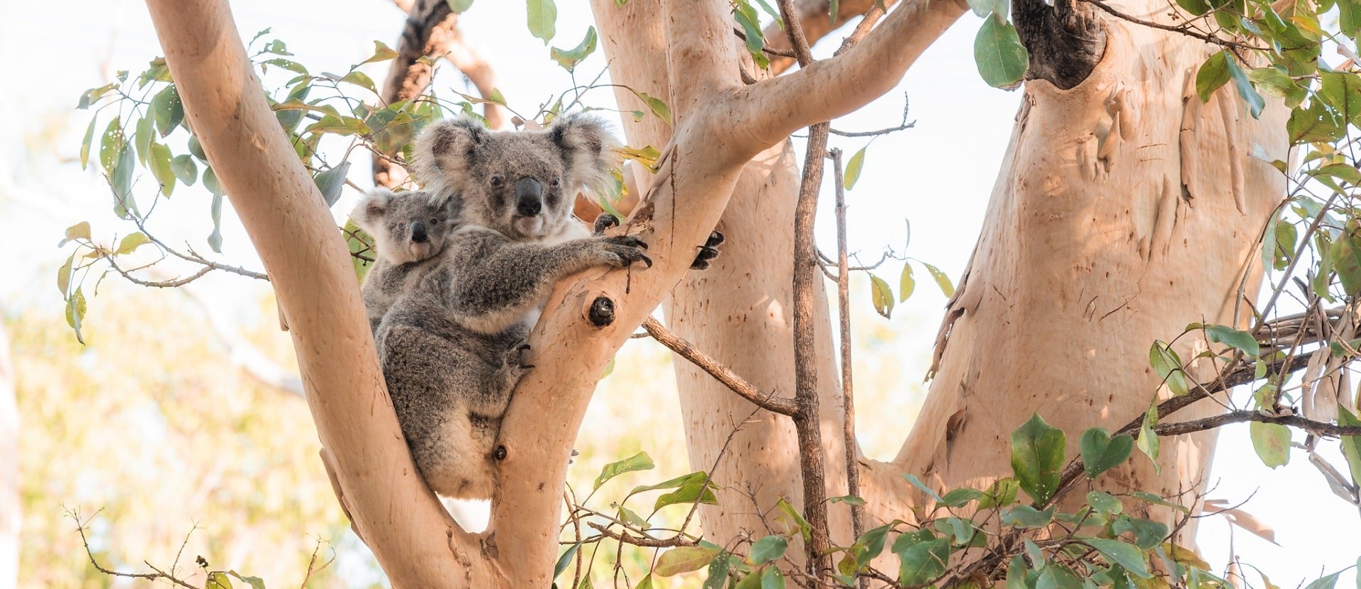 Koala in the wild, Magnetic Island, Queensland