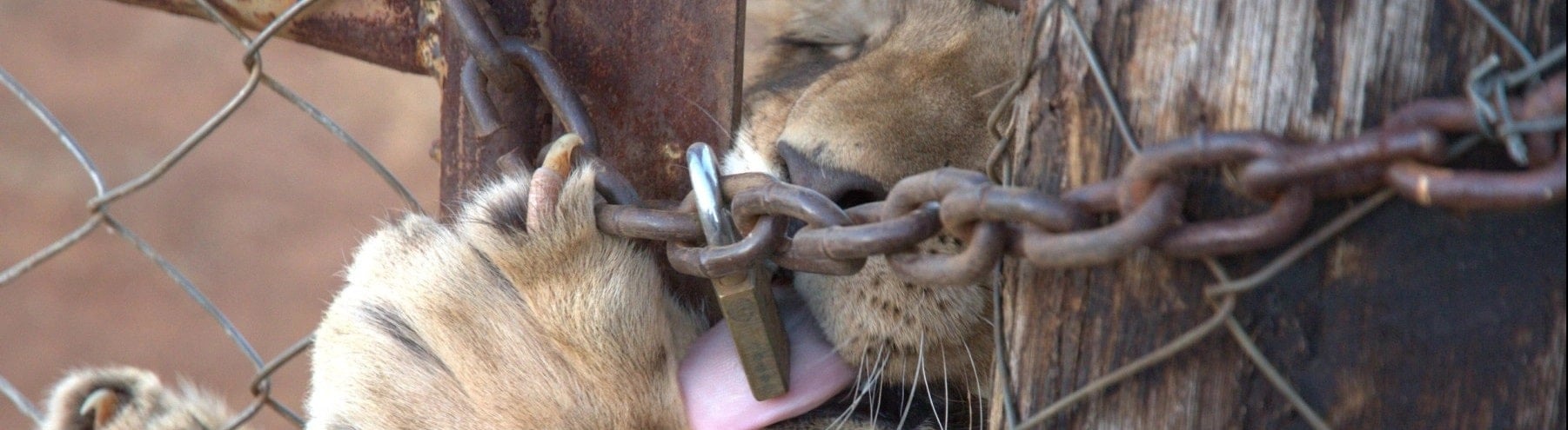Captive lion in South Africa