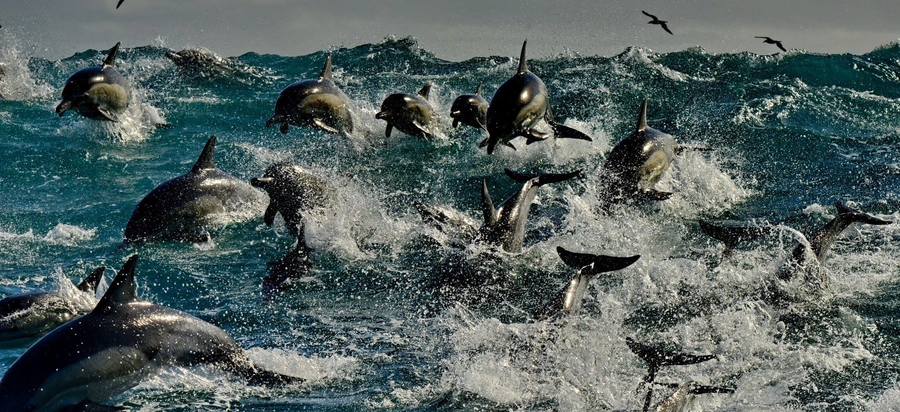 Dolphins in the wild