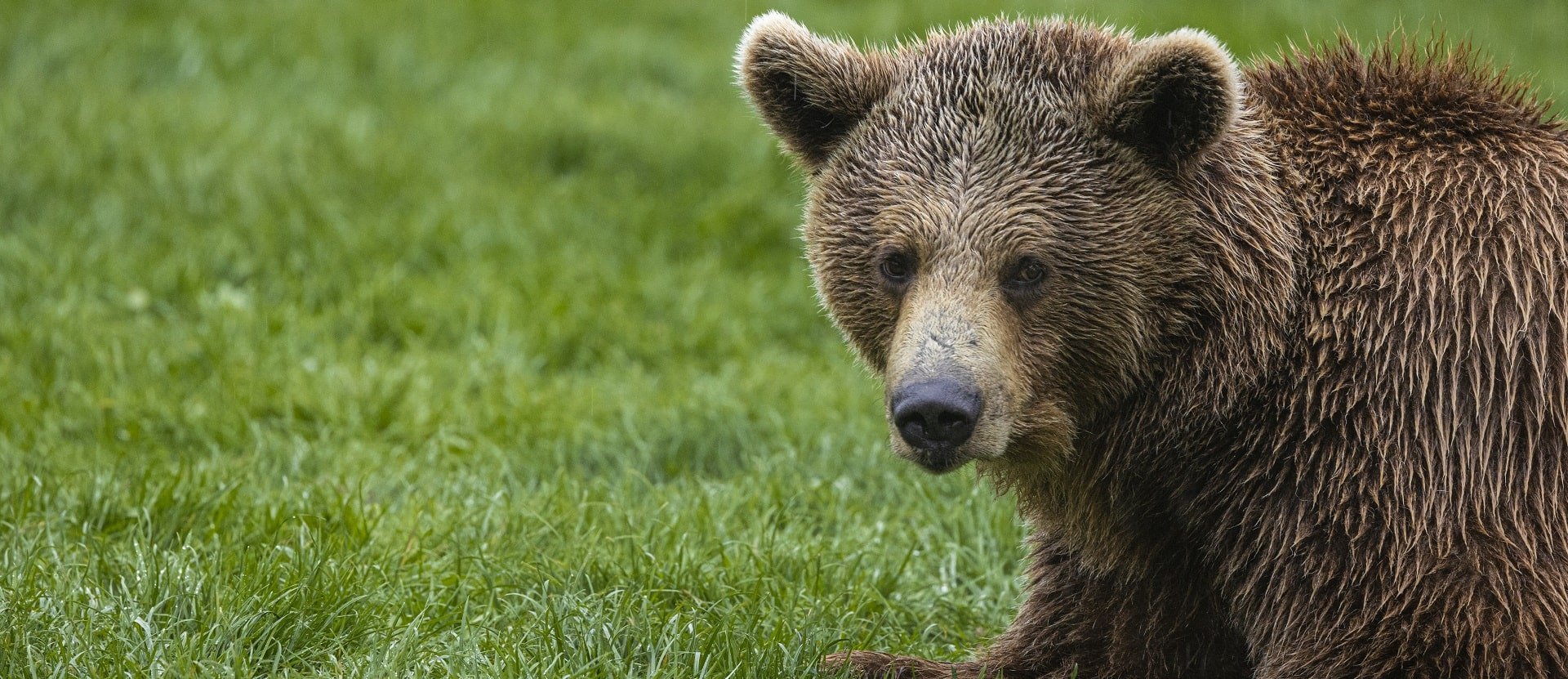 Bear at Libearty bear sanctuary, Romania