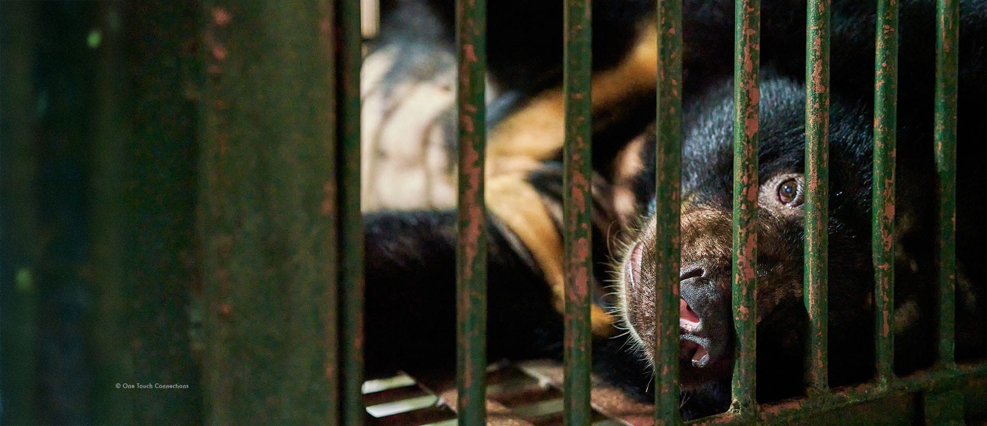 A bear, Na, confined in a cage for their bile
