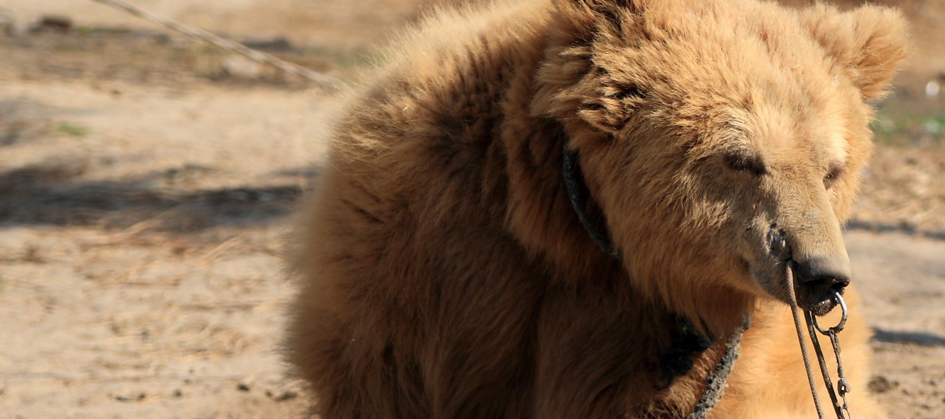 Bear baiting, Pakistan