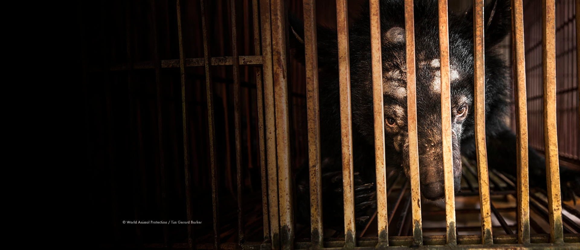 A bile bear in a cage in Vietnam