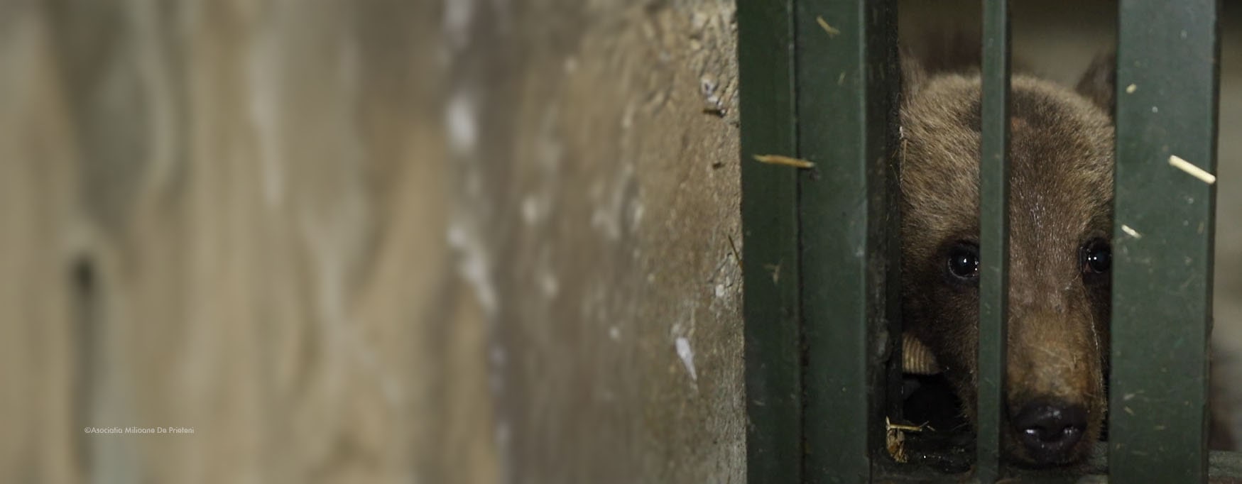Bear cub in a cage
