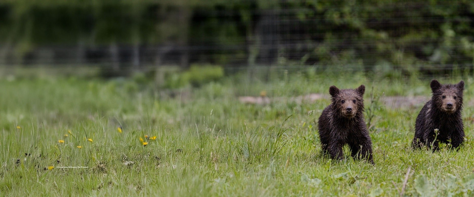 Bear cubs in the sanctuary