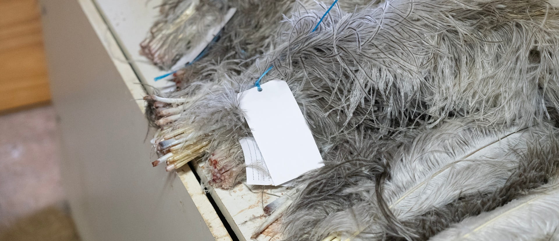 Ostrich feathers used for the fashion industry