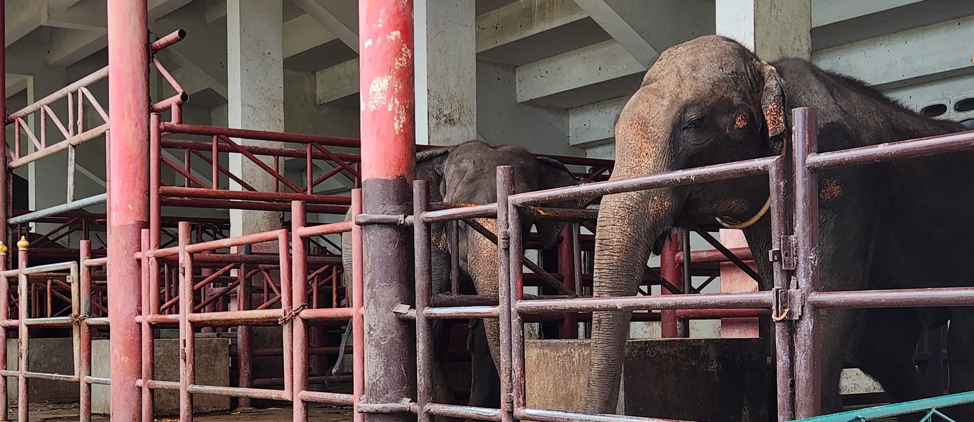 Elephants chained behind cages at entertainment venue