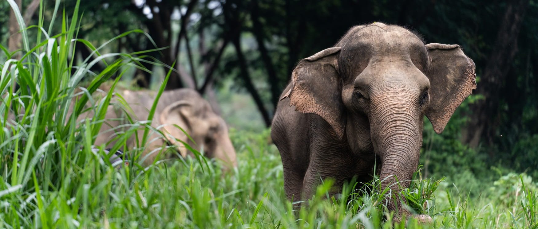 Elephants at a sanctuary
