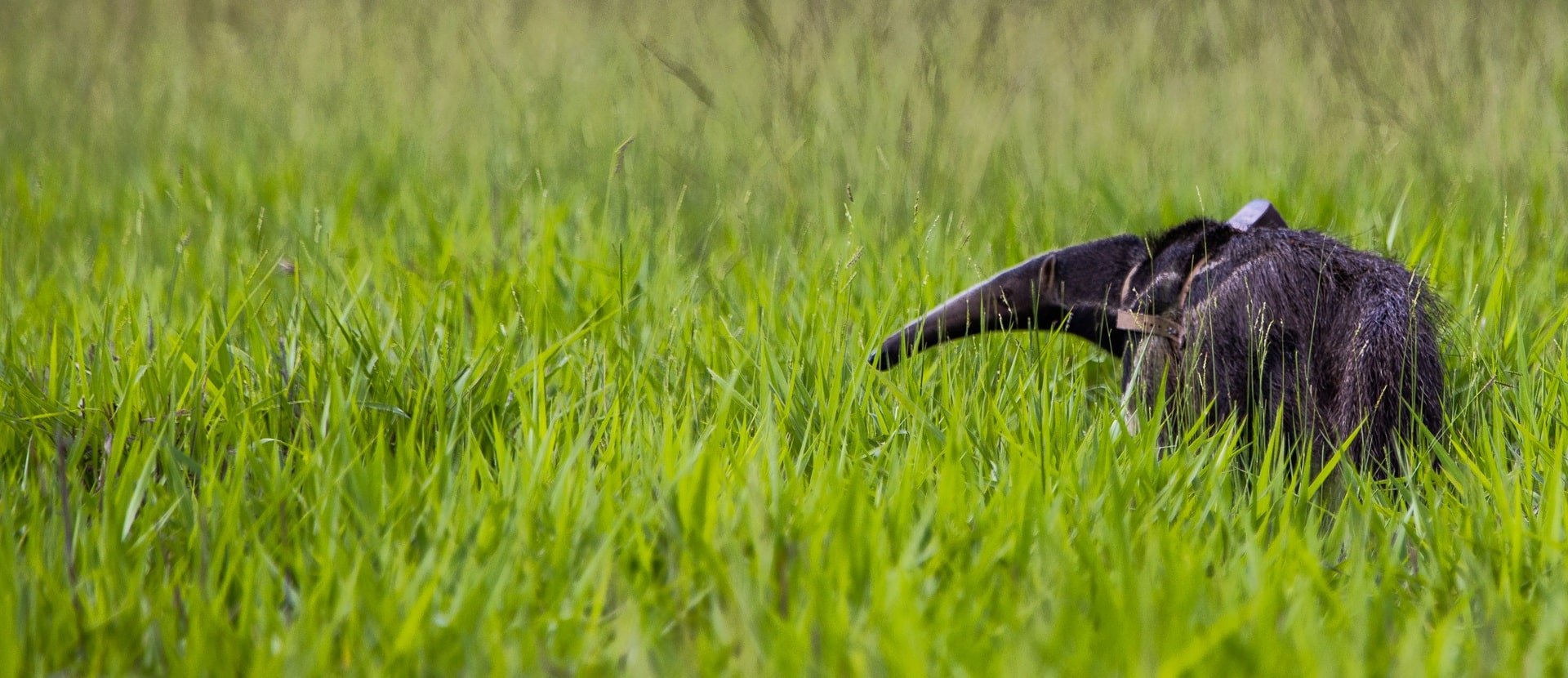 Cecilia the anteater, Brazil