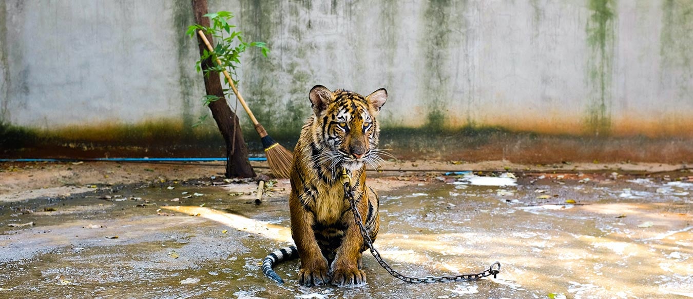 Young tiger chained for tourist attractions