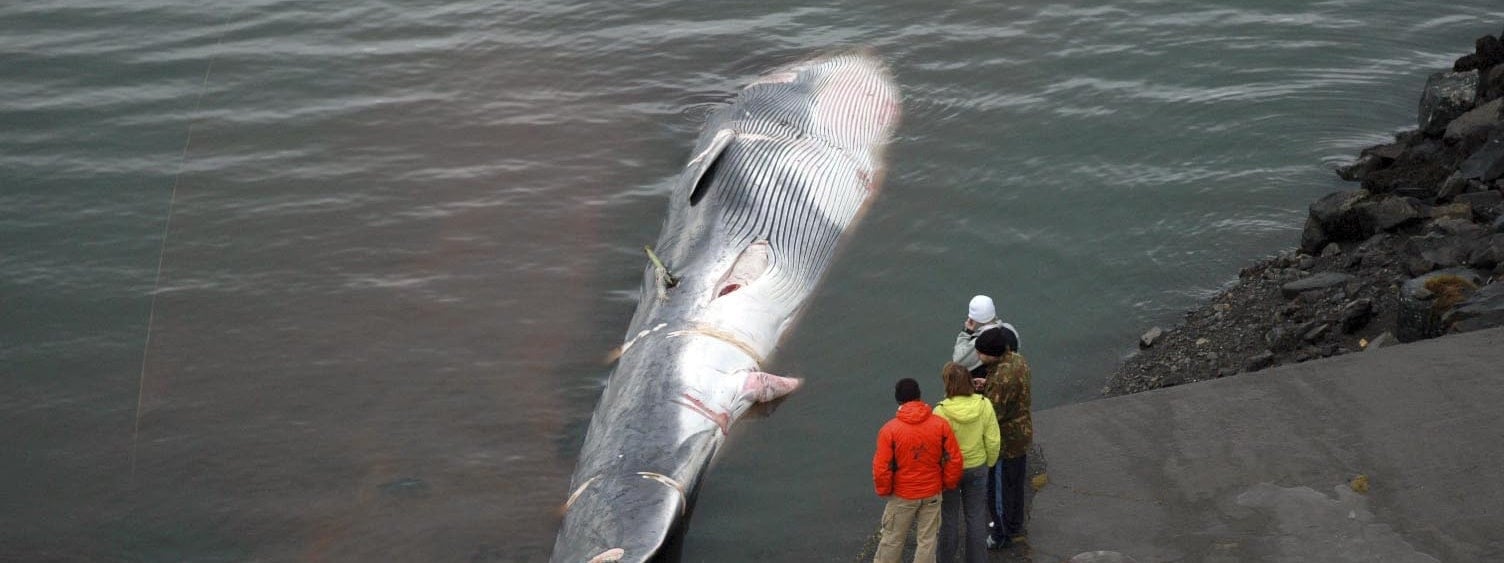 Commercial whaling in Iceland