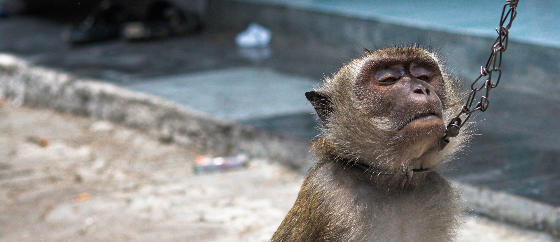 Dancing monkey