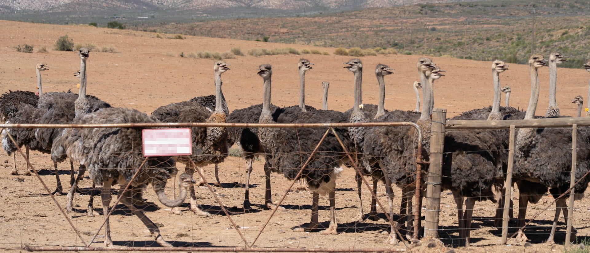 Ostriches on a farm