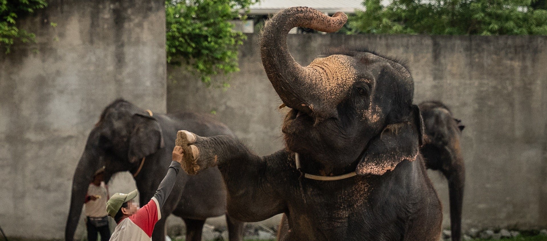 Elephant gives high five at an elephant show at A'Formosa Safari Wonderland, Malaysia