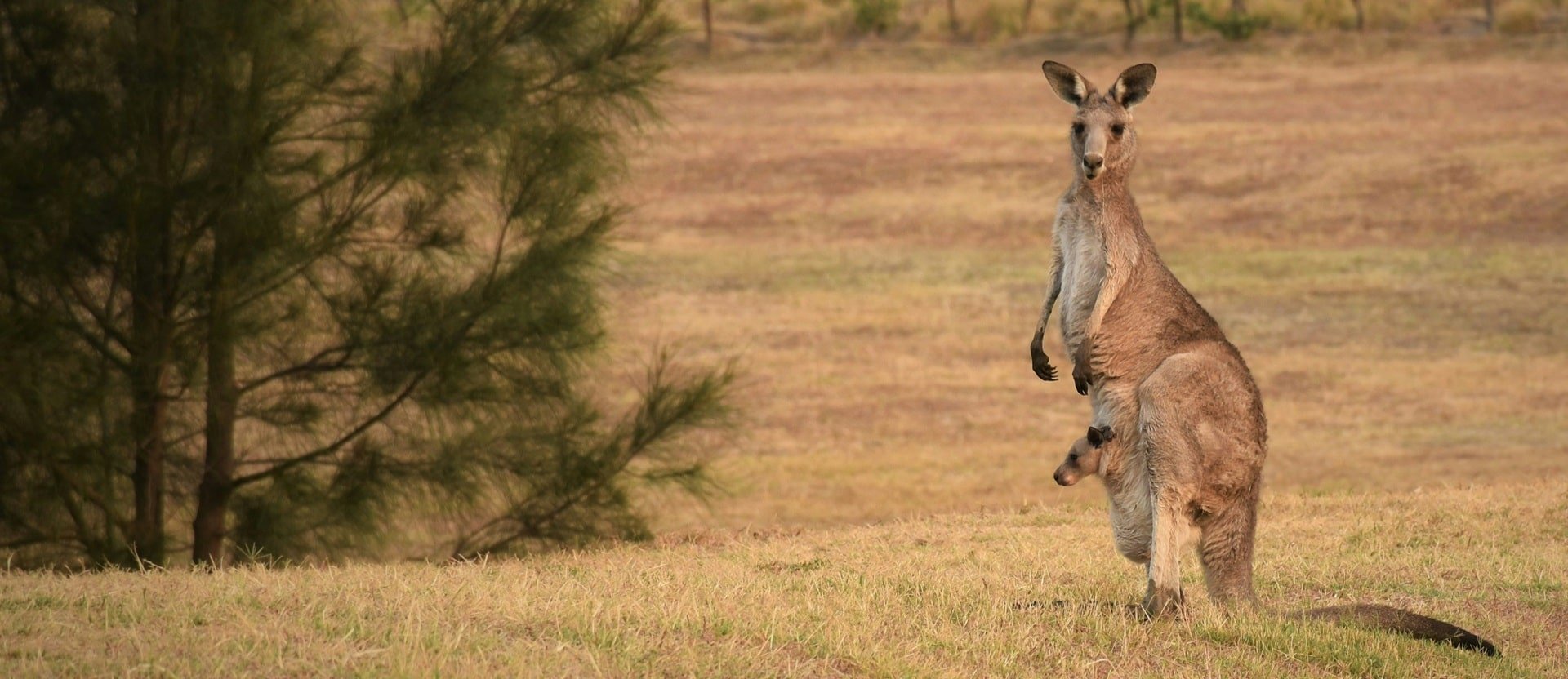 Kangaroo in the wild, Australia