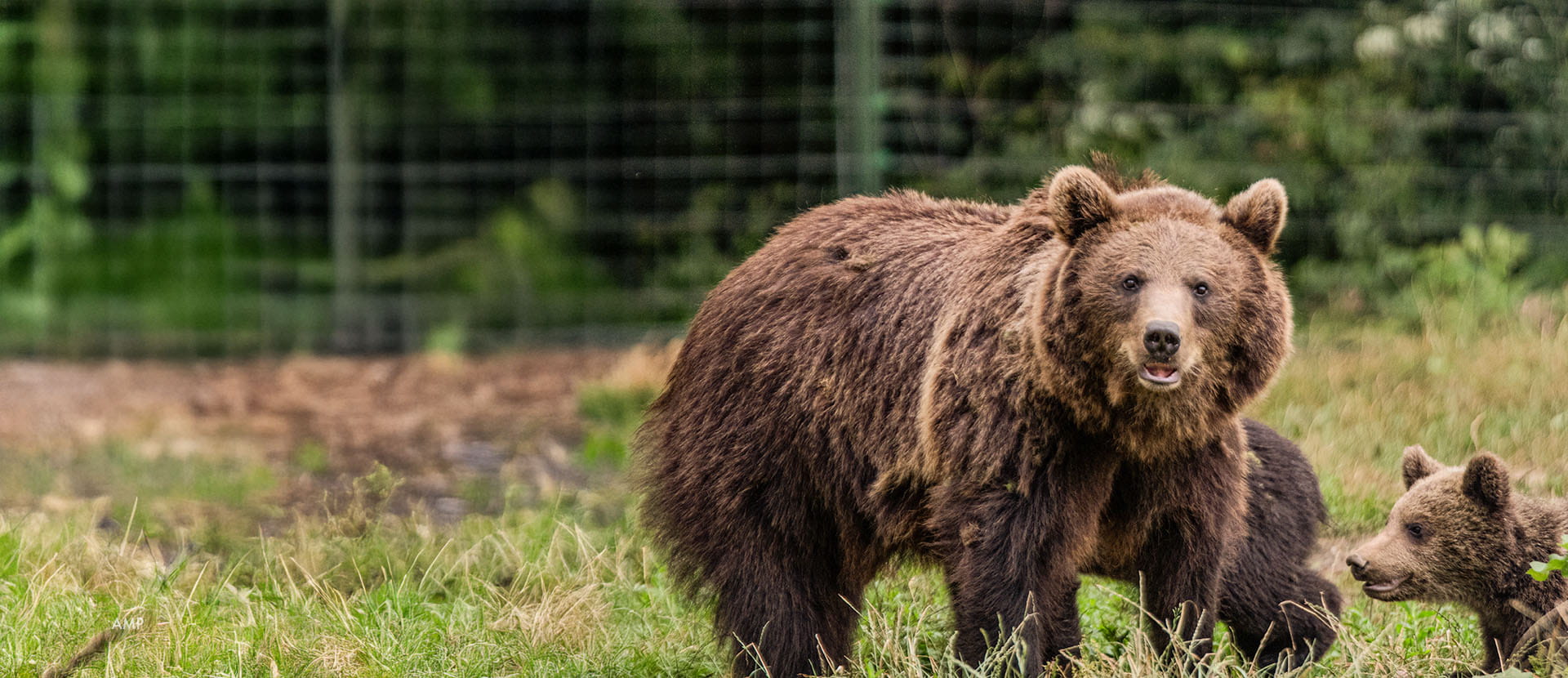 Bear and cubs at Libearty Sanctuary