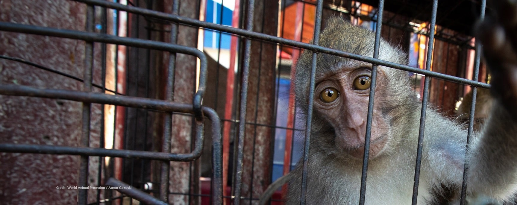 Macaque in a market