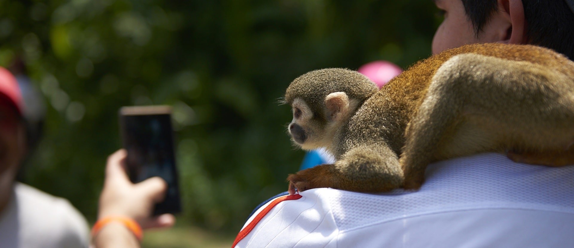 Monkey used for photos, Peru