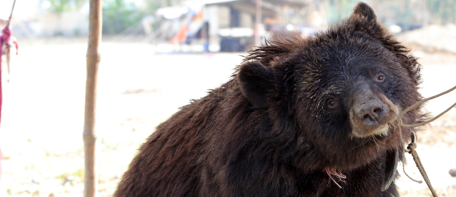 Dancing bear, Pakistan