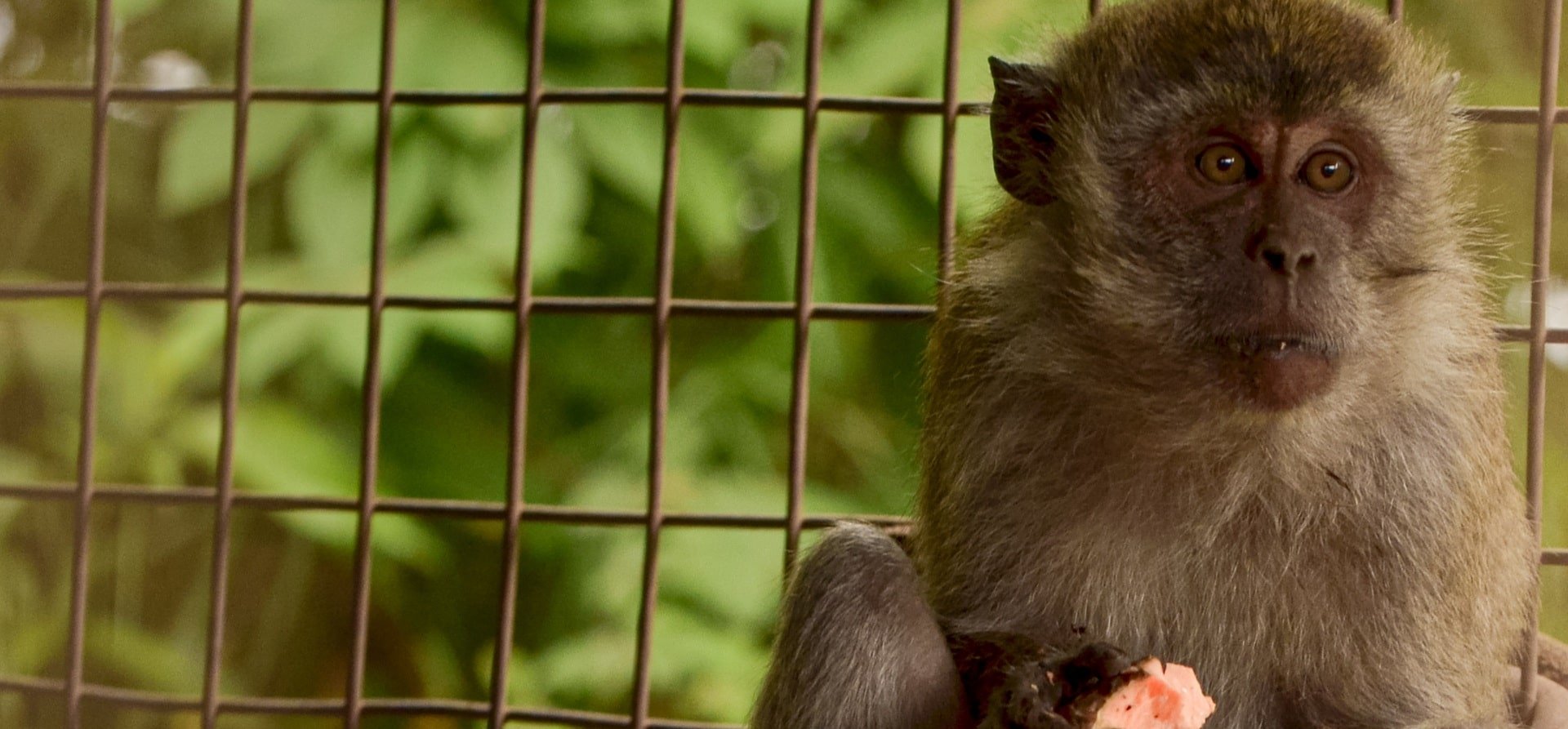 Panjul the rescued dancing monkey