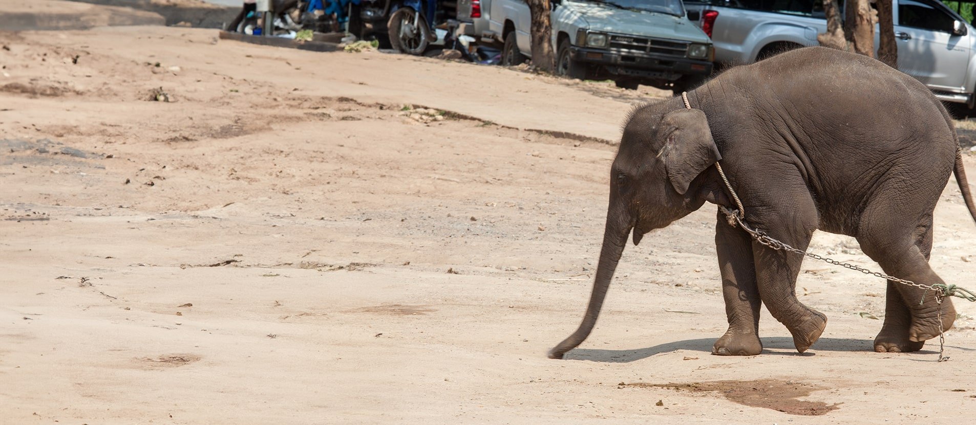 Elephant in captivity, Thailand