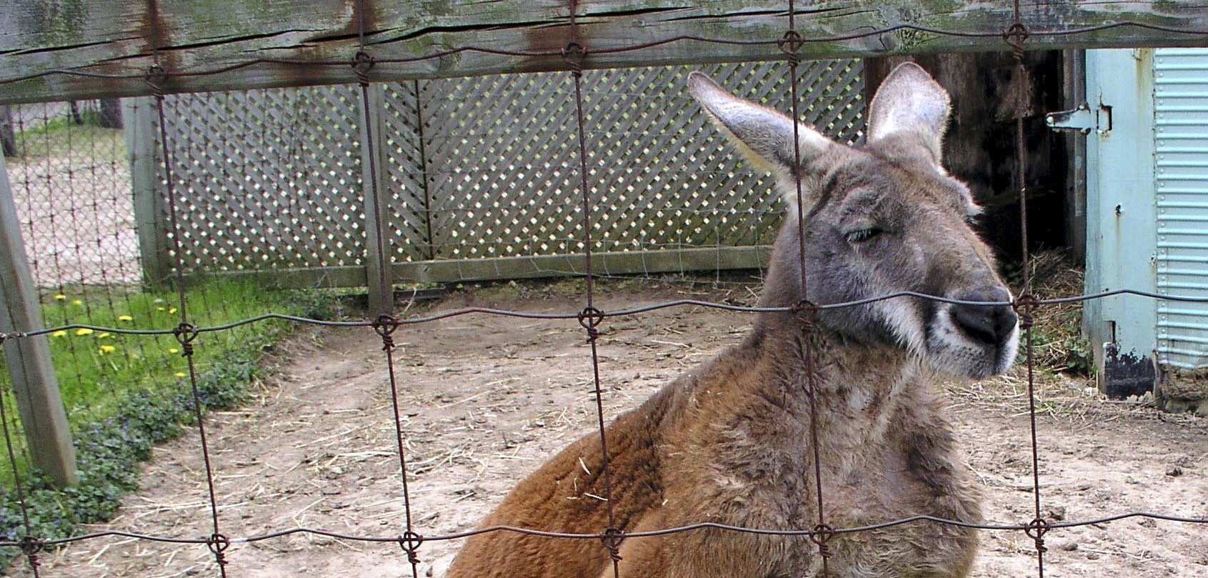 Captive kangaroo at a London zoo