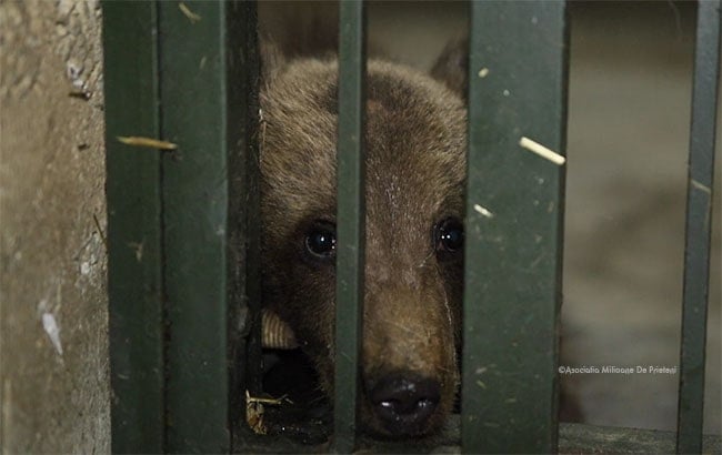 Bear cub in a cage