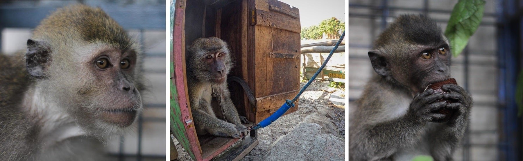 Johnny (left), Jono (middle) and Unyil (right) rescued monkeys