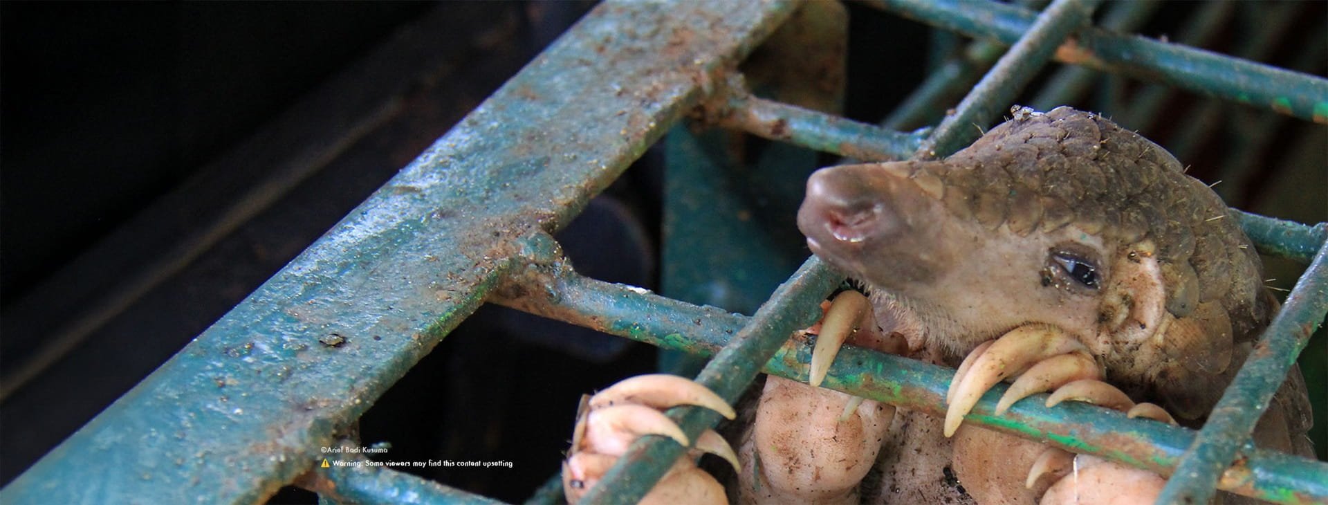 Captive pangolin in a cage