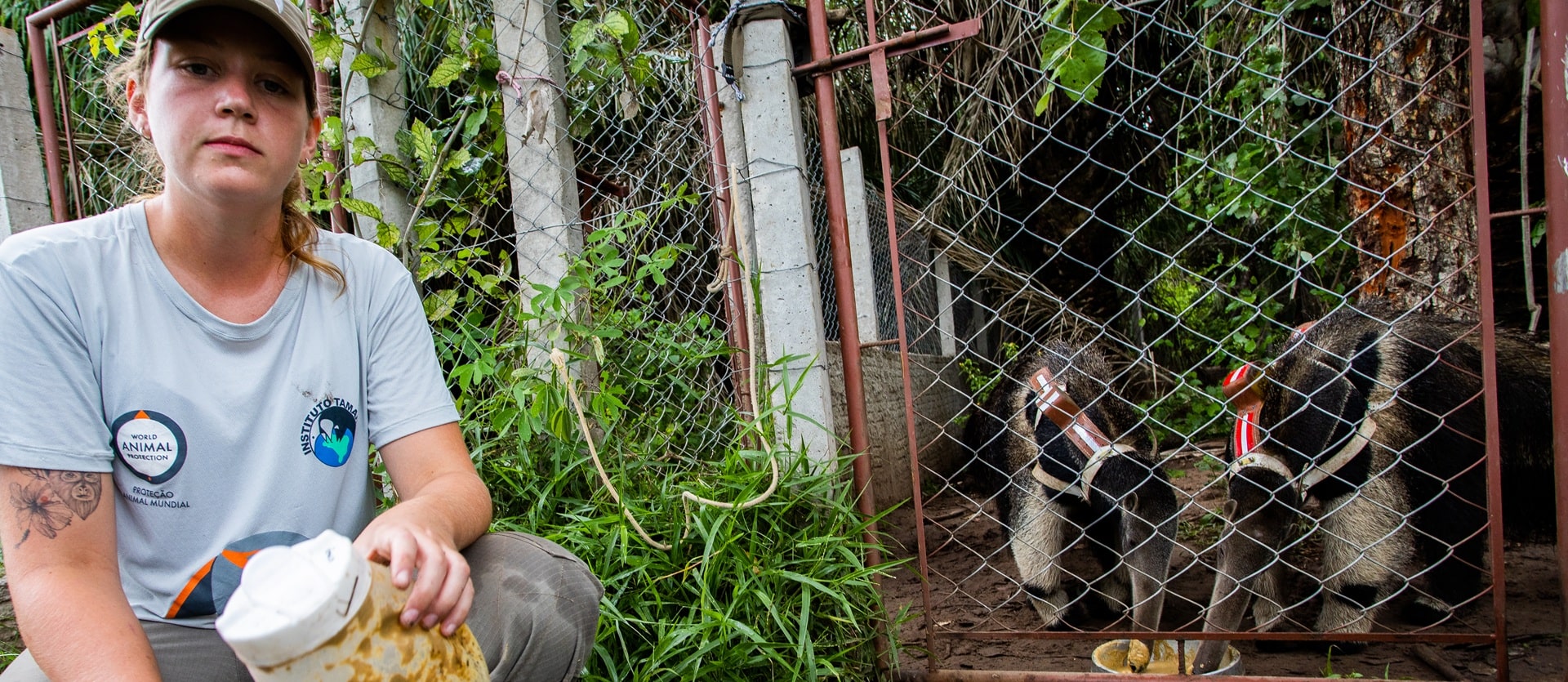 Staff member and anteaters at the Institutió Tamanduá