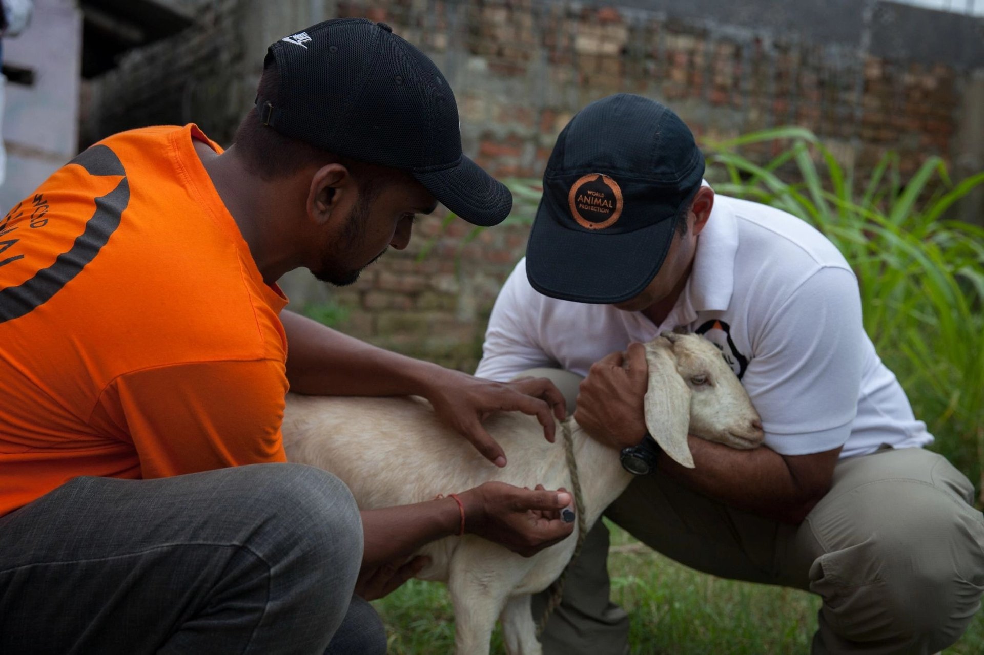 Staff members with goat during disaster