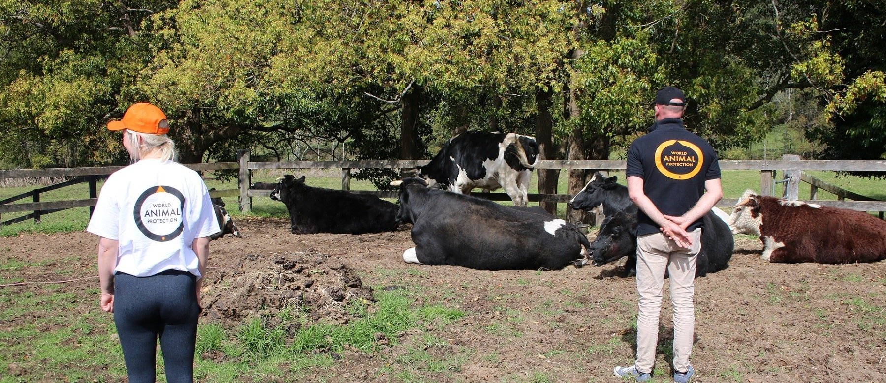 Staff with cows, Moo to Ewe sanctuary, Australia
