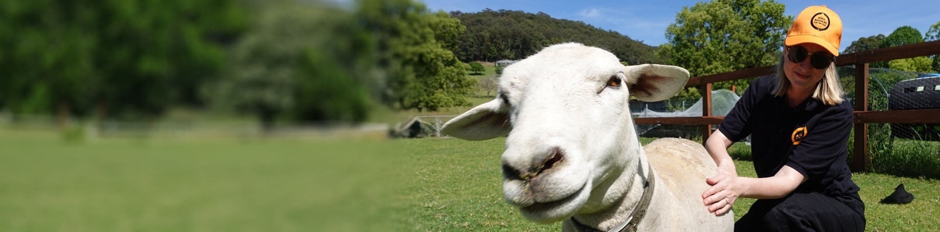 Staff member with sheep, Moo to Ewe Sanctuary