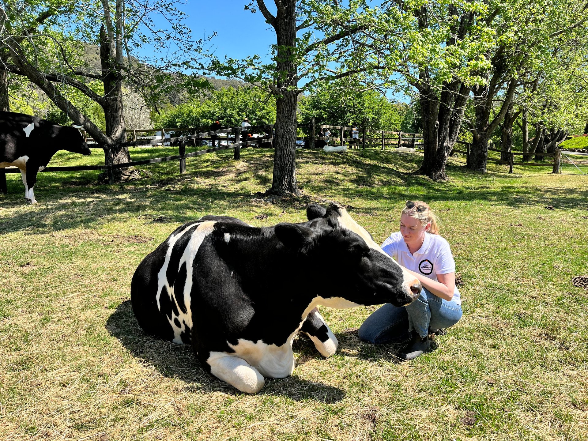 Staff with cow in Australia Moo to Ewe sanctuary