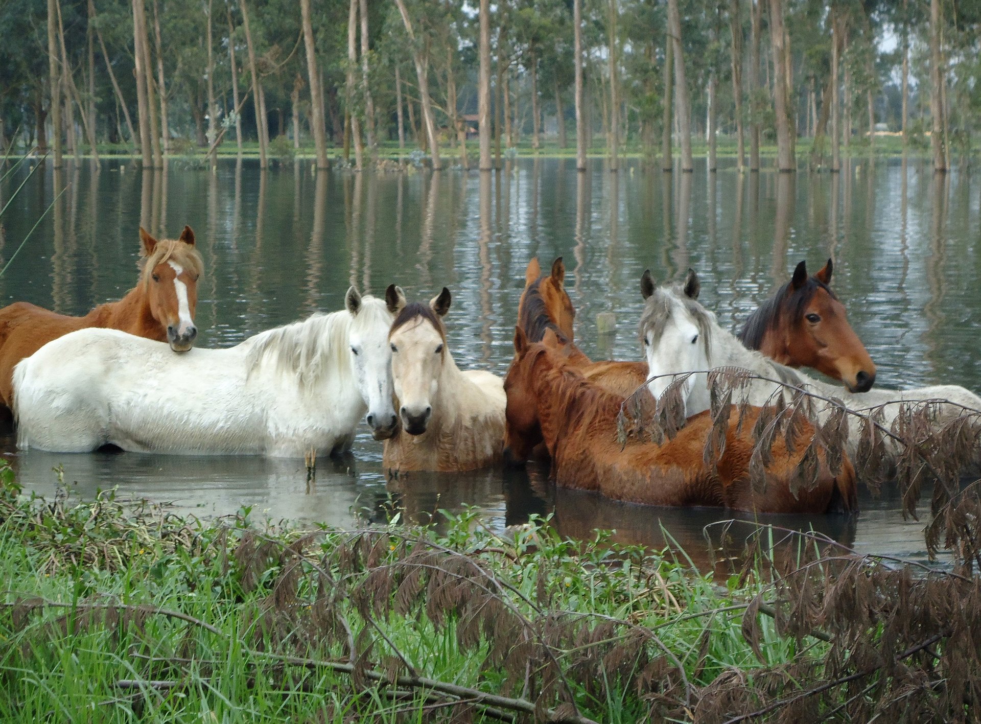 Horses left behind after flooding in Colombia before being rescued