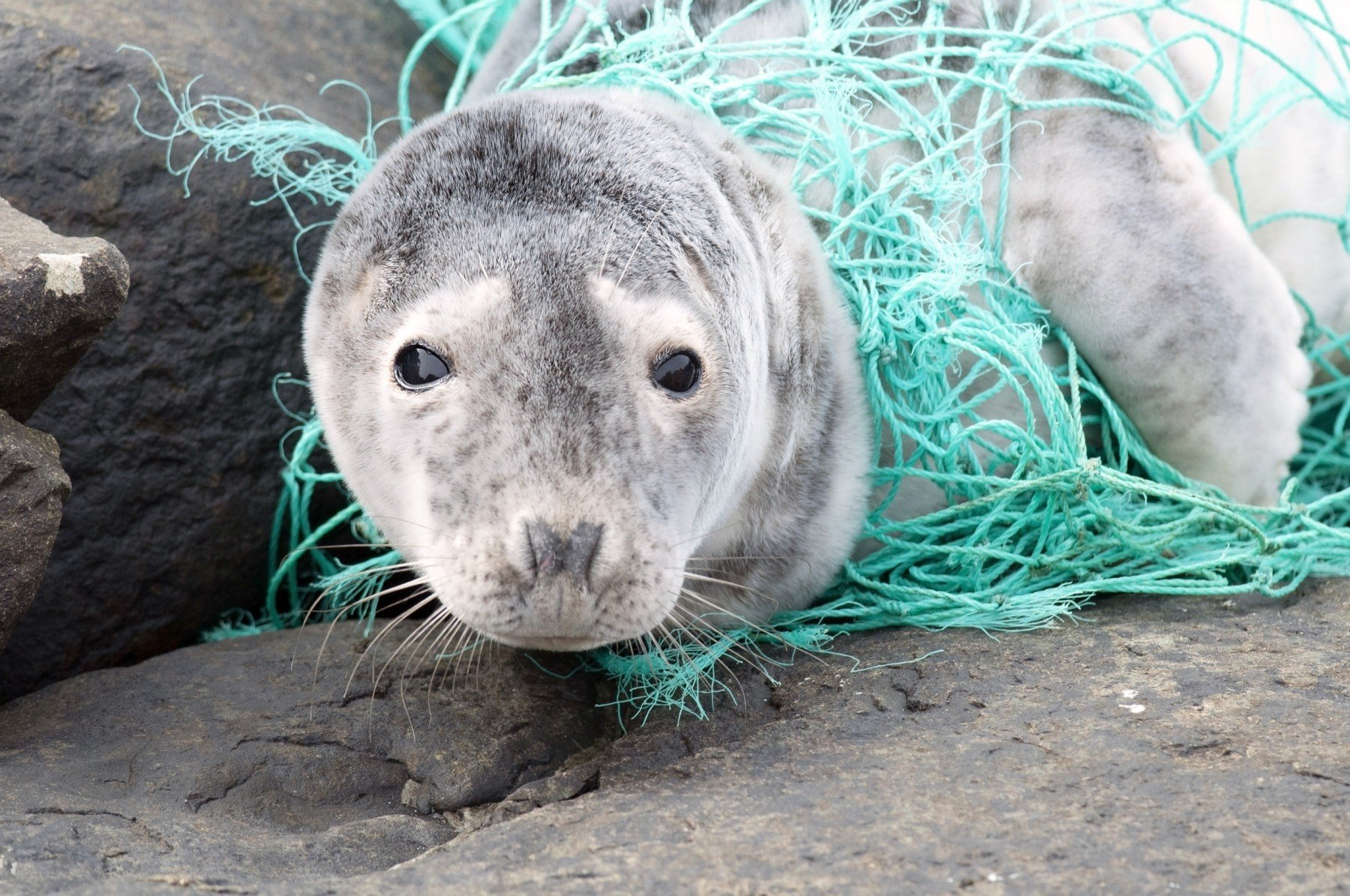 Seal tangled in ghost gear - World Animal Protection - Animals in the wild