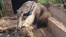 anteater is recovering