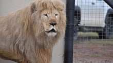 Mannie the lion enjoying life at a sanctuary after being freed from a tiny indoor enclosure at a theme park