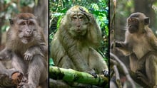Rescued macaques Jono, Unyil and Amel settle into their jungle home after being released