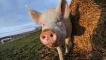A pig. Credit: Jo-Anne McArthur / We Animals Media