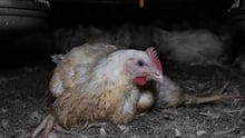 Chicken on a farm, Victoria, Australia