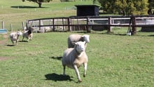 Sheep at Moo to Ewe sanctuary, Australia