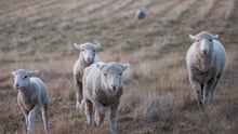 Rescued sheep at Edgar's Mission Sanctuary