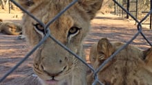 Lion facility in South Africa