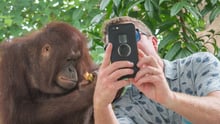Orangutan selfies in Bali