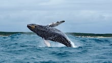 Wild whale at Algoa Bay, South Africa